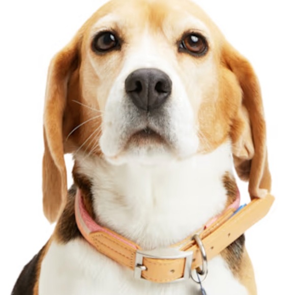 YOULY the avant-garde Horiztonal Stripe Dog Collar, Pink Small - Picture 4 of 8